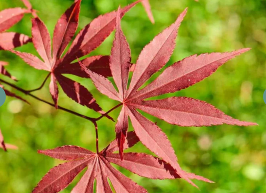 Acer palmatum 'Atropurpureum'
