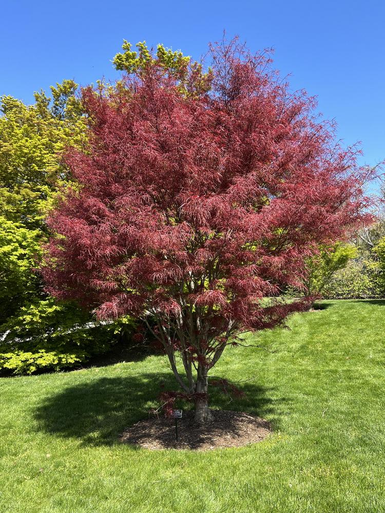 Acer palmatum 'Hubbs Red Willow'