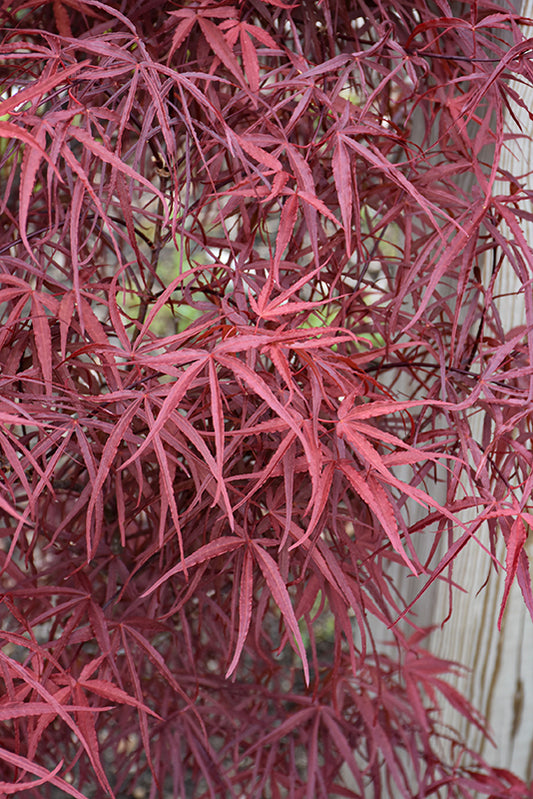Acer palmatum 'Hubbs Red Willow'