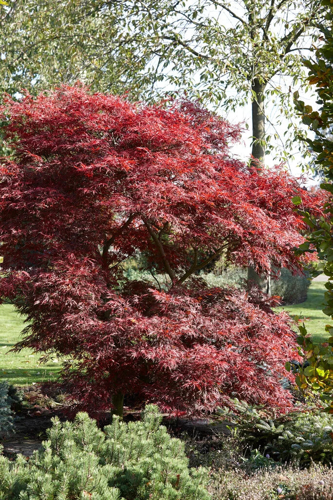 Acer palmatum dissectum Lion Heart