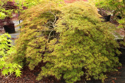 Acer palmatum dissectum Shu Shidare