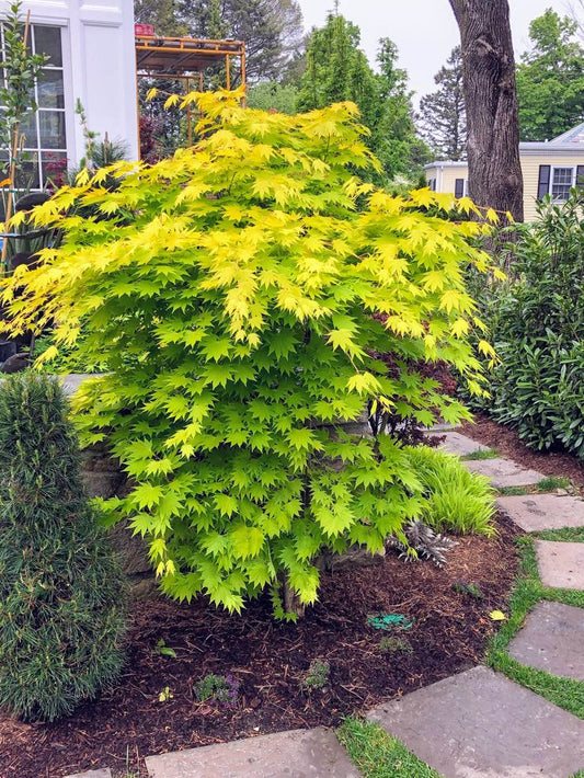 Acer shirasawanum Jordan