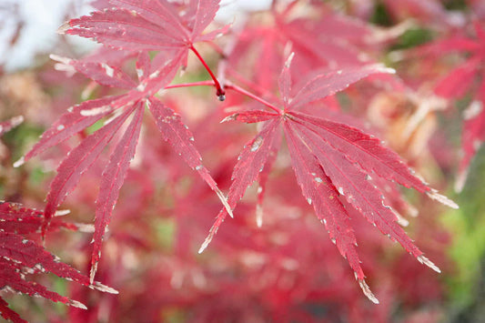 Acer shirasawanum Purple Thunder