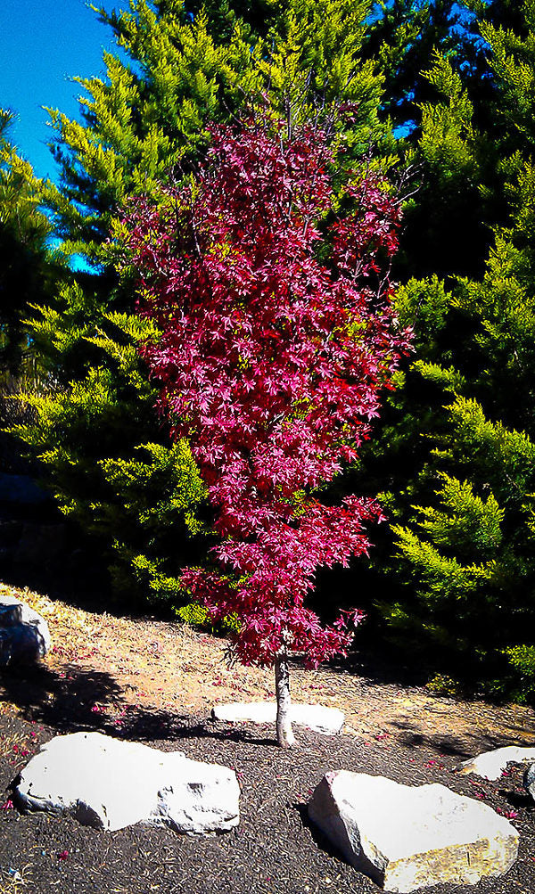 Acer Shirasawanum Twombly's Red Sentinel' – zforcefarm