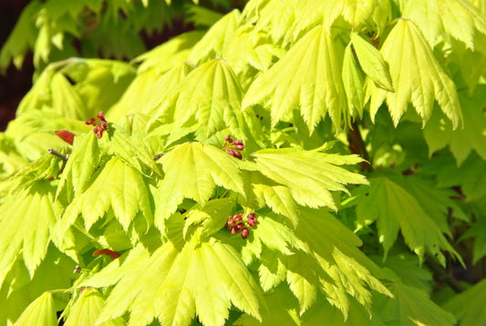 Acer Shirasawanum 'Aureum'/ "Golden Full Moon"