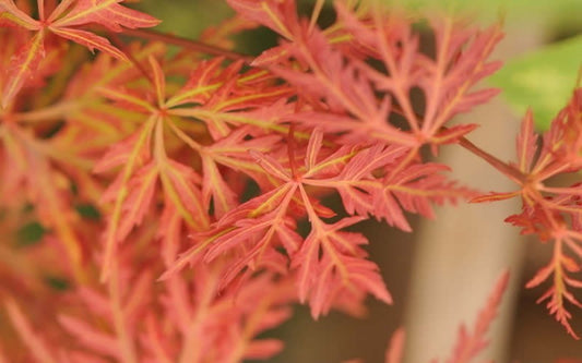 Acer Palmatum 'Orangeola'