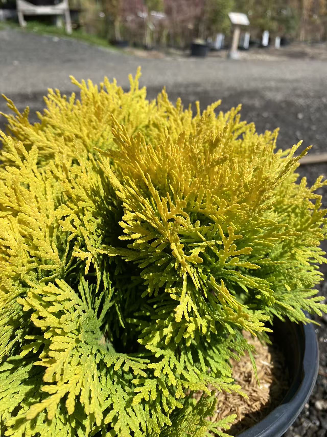 Thuja occidentalis Anna's Magic Ball