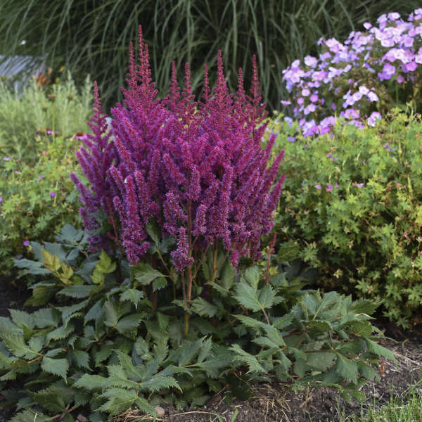 Astilbe 'Visions in Red'