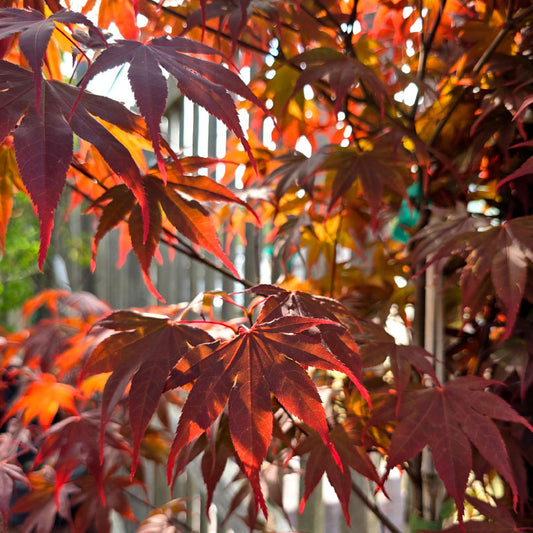 Acer Palmatum 'BloodGood' Single Stem
