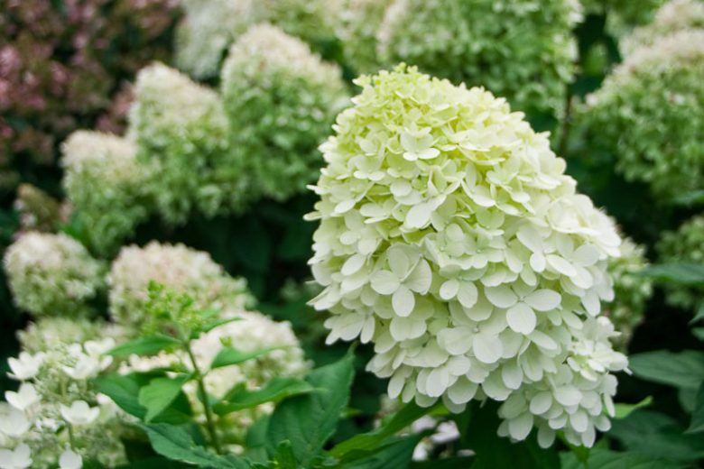 Hydrangea paniculata 'Limelight'