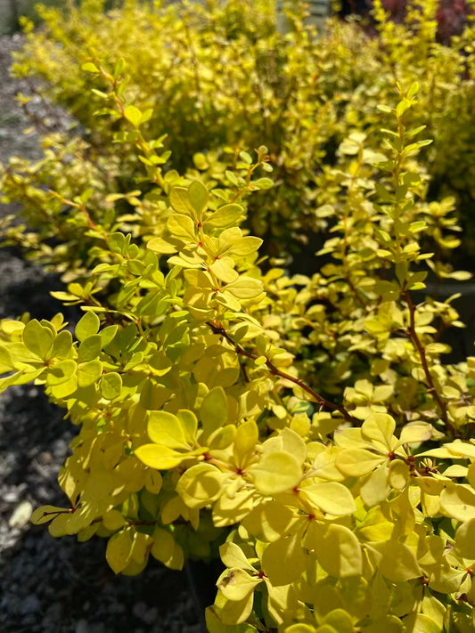 Barberry Aurea Nana