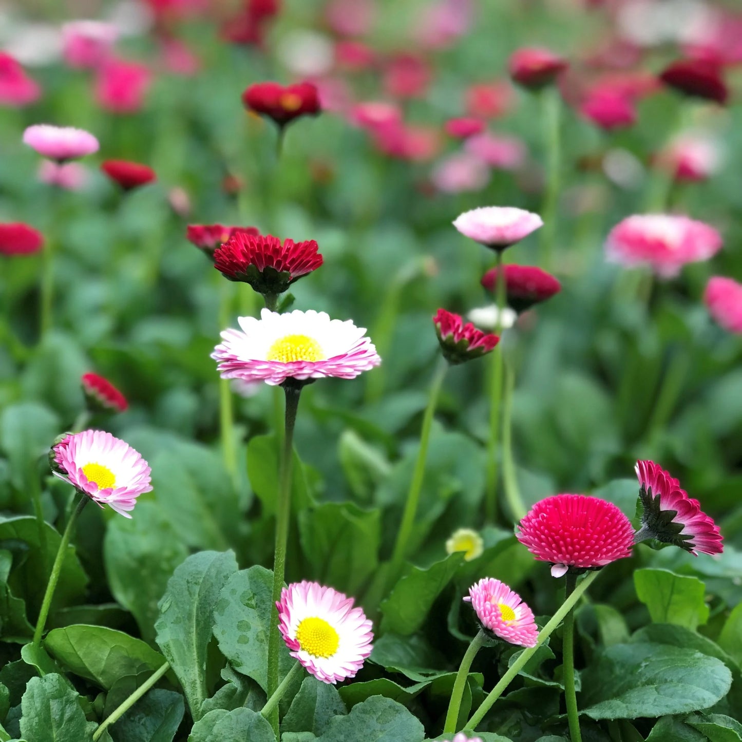Bellis 'Pomponette' mix