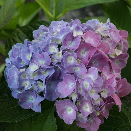 Hydrangea macrophylla Let's Dance® Blue Jangles®