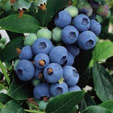 Blueberry 'Chippewa'
