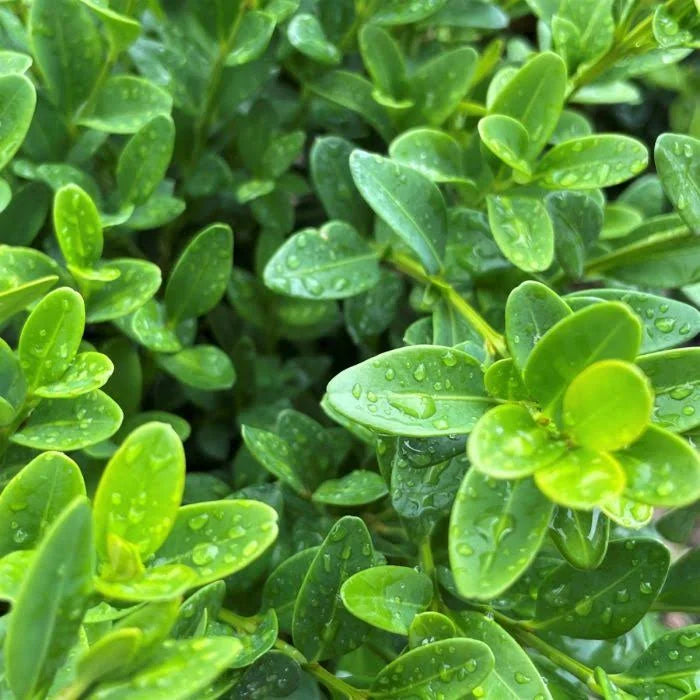 Green Velvet Boxwood (Buxus × ‘Green Velvet’)