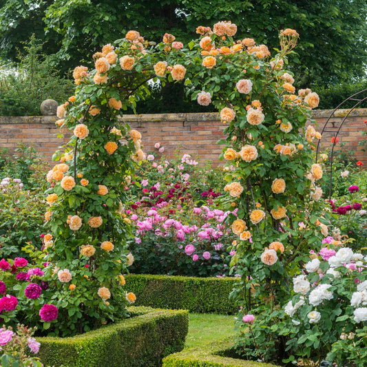 Crown Princess Margareta David Austin English Climbing Rose