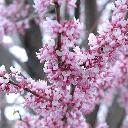 Canadian Redbud clump