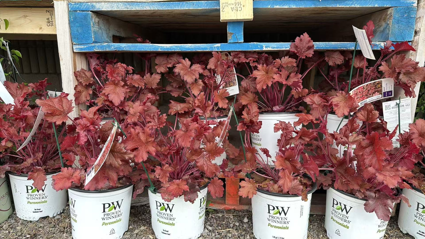 Coral Bells 'Dolce Cherry Truffles'