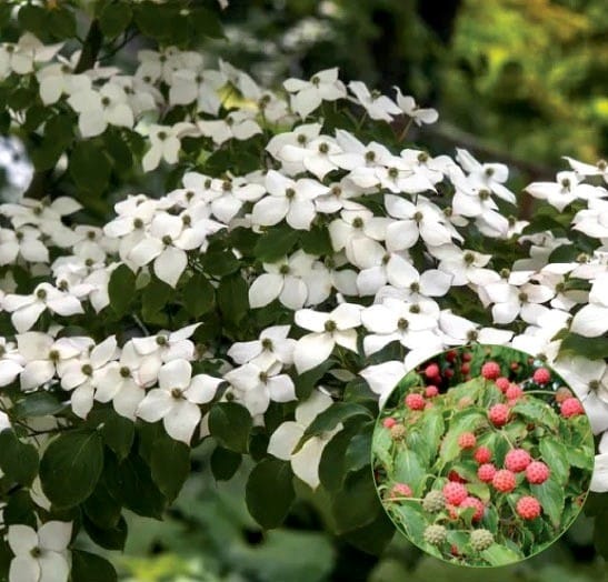 Chinese flowering dogwood tree form