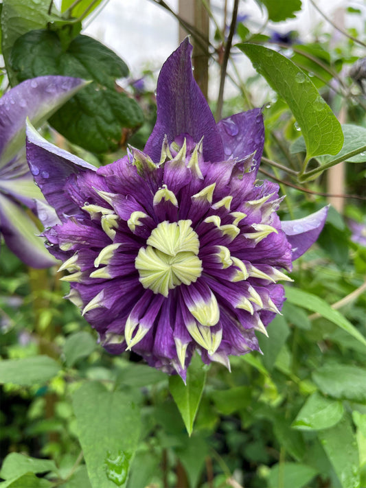Clematis 'Taiga'