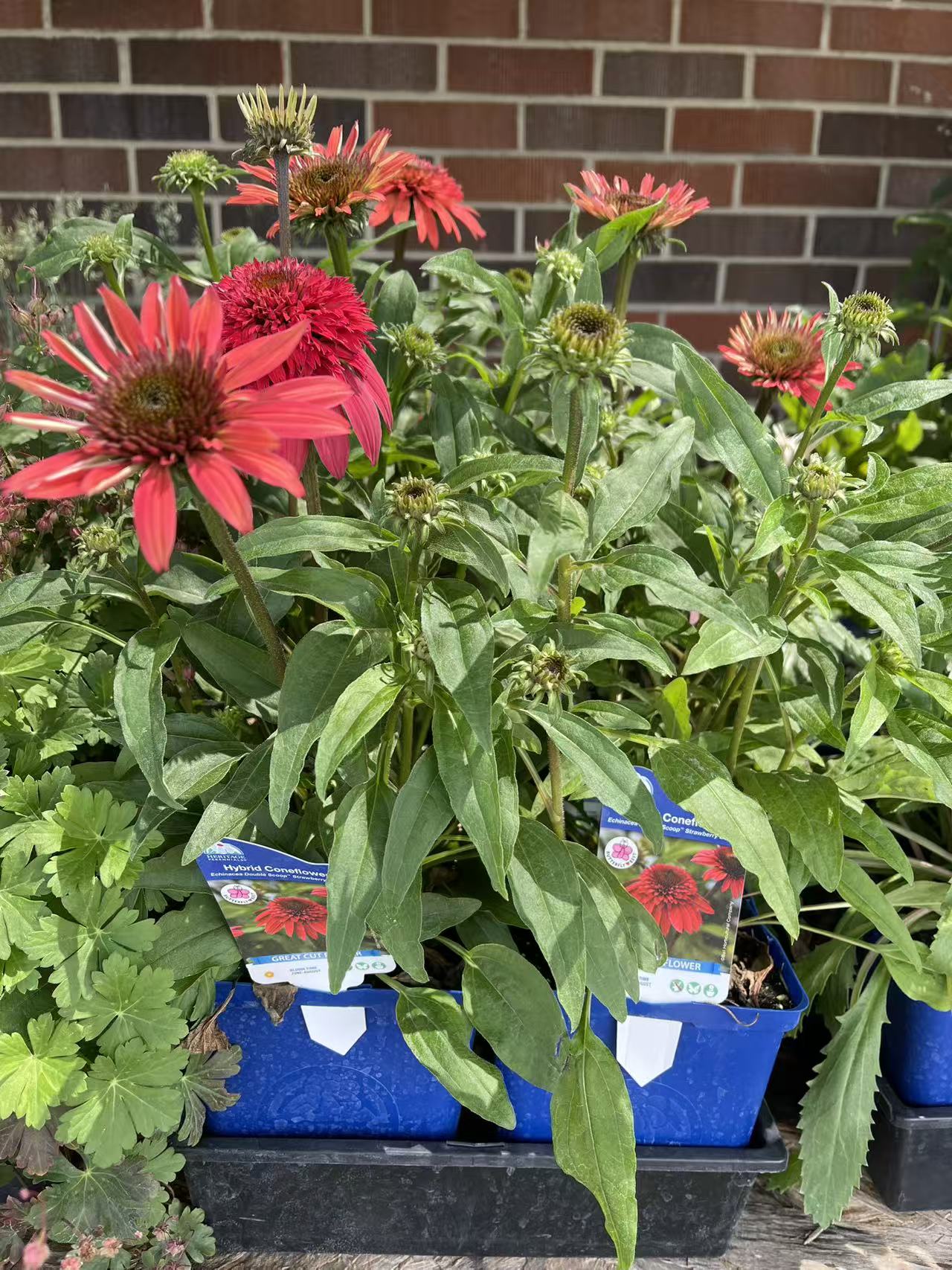 Coneflower Double Scoop™ Strawberry Deluxe