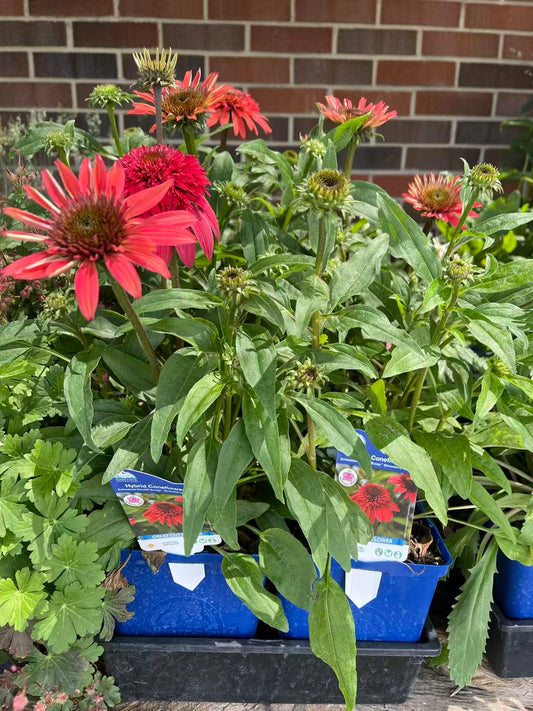 Coneflower Double Scoop™ Strawberry Deluxe
