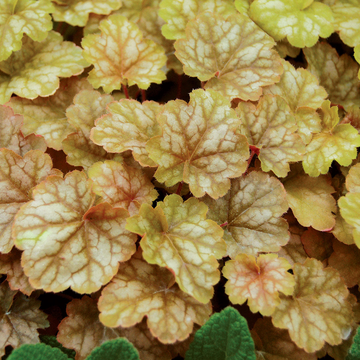 Coral Bells 'Ginger Ale' – zforcefarm