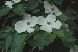 Dogwood Startlight