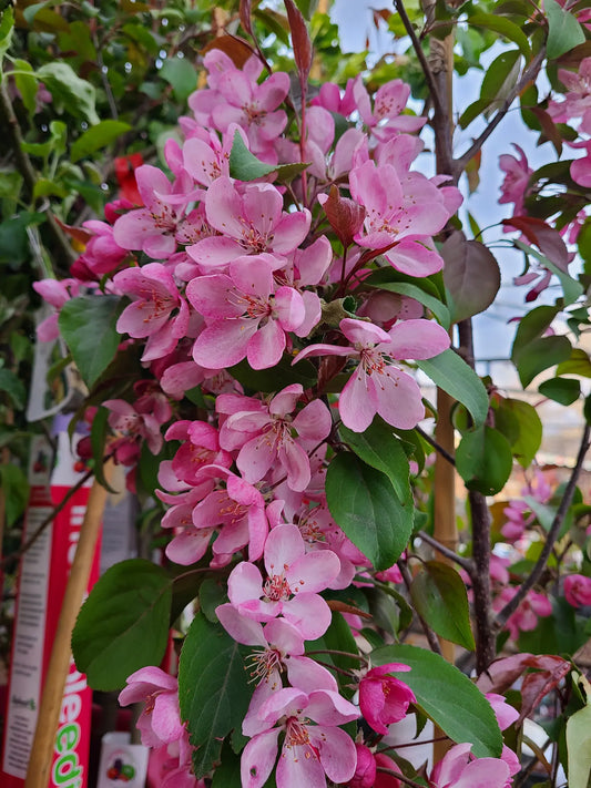 Crabapple