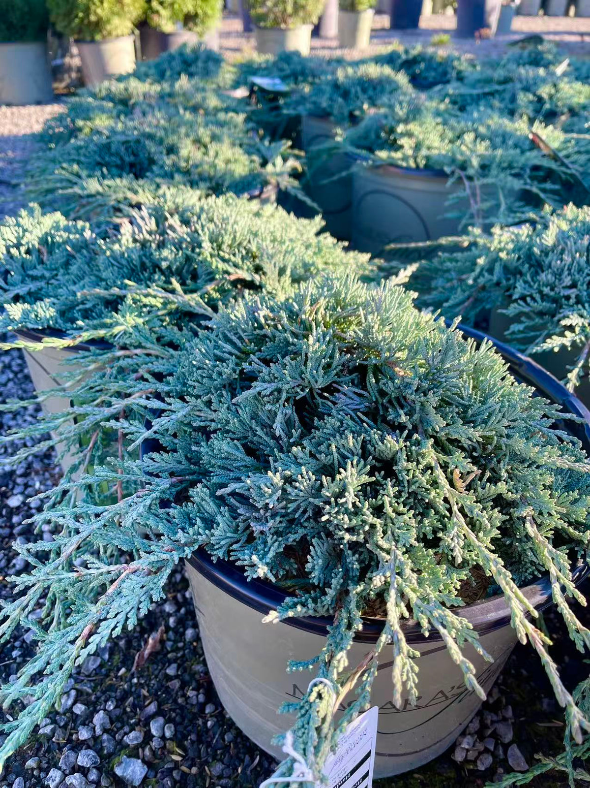 Creeping Juniper ‘Icee Blue’