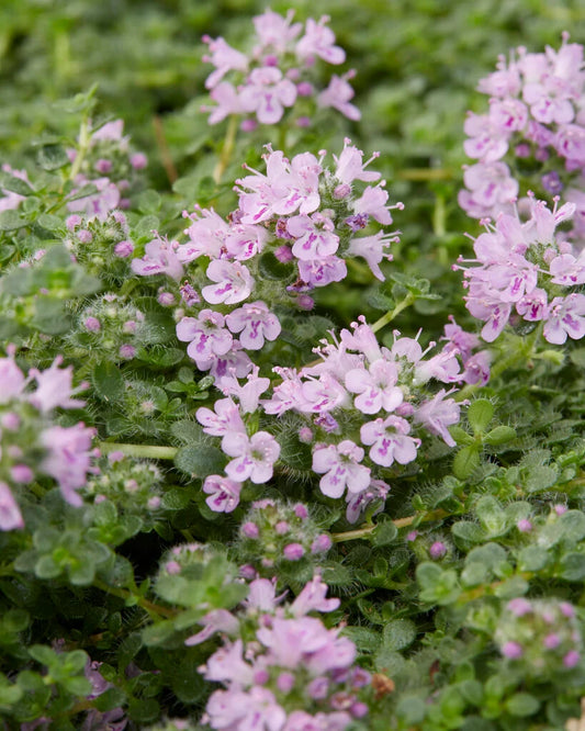 Creeping Thymus 'Elfin'