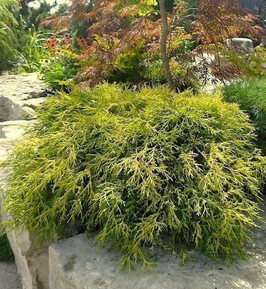 Cypress Sungold