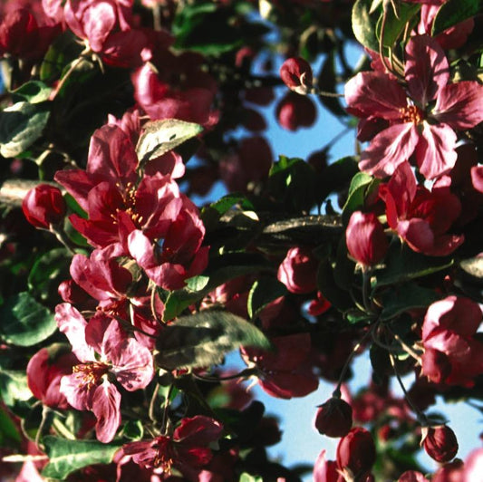 Crabapple Red Barron