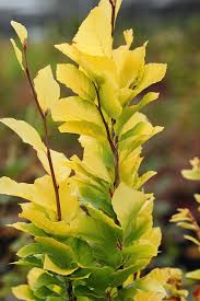 Dawyck gold pyramidal beech