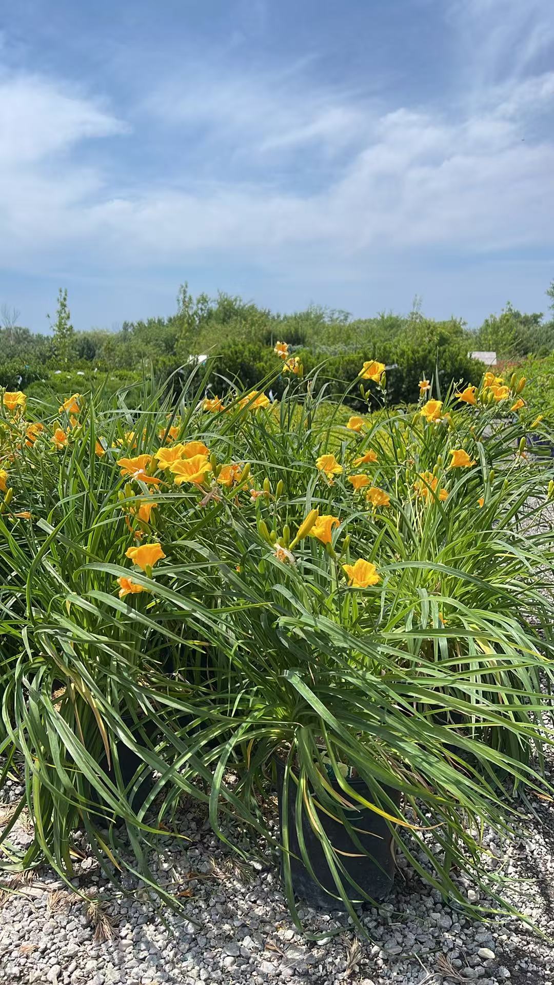Daylily Stella D'oro