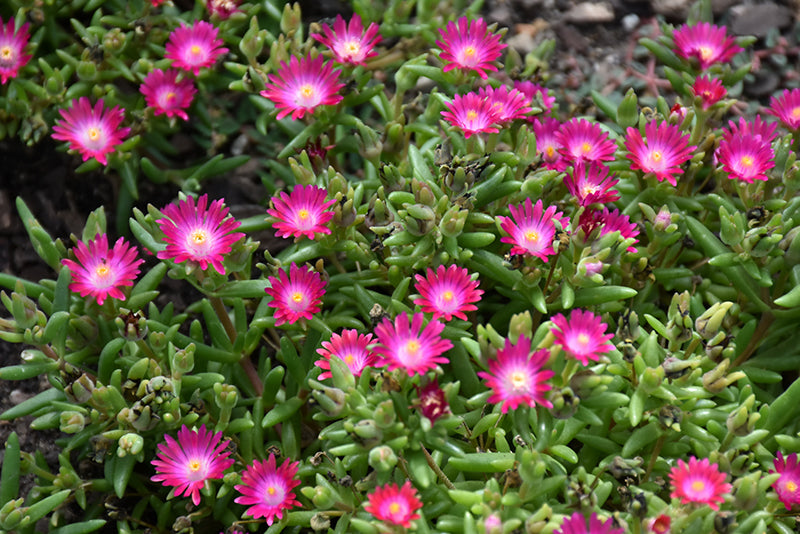 Ice Plant 'Jewel of Desert Amethyst'