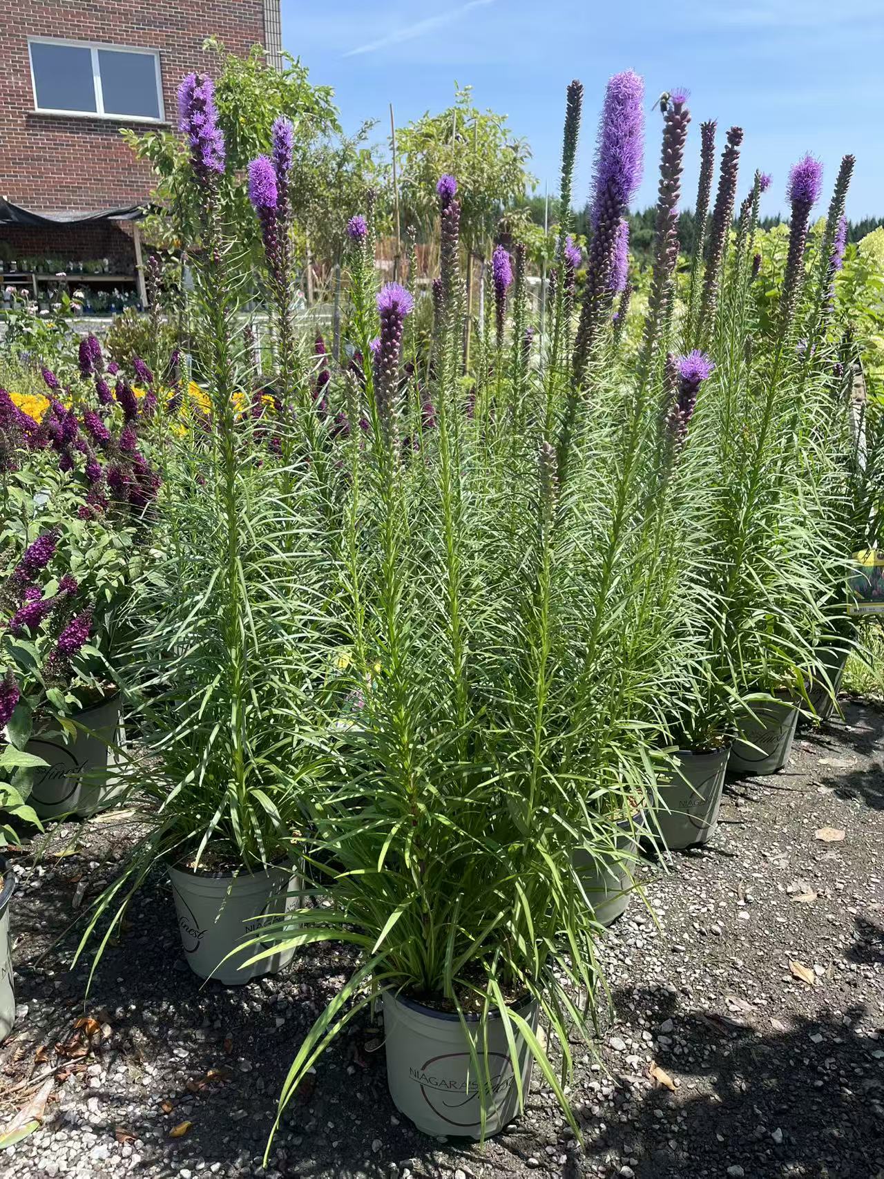 Dense Blazing Star