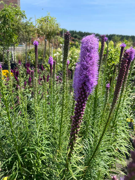Dense Blazing Star