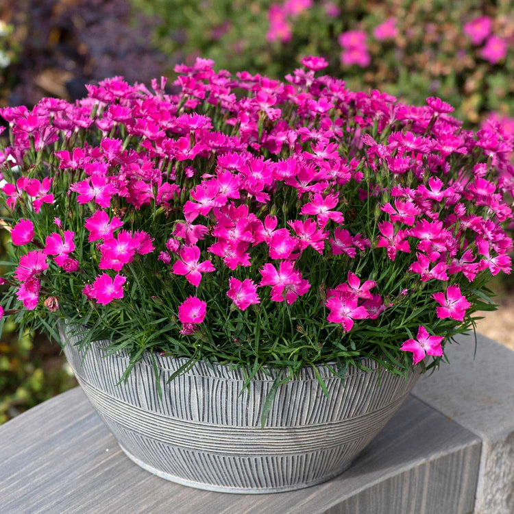 Dianthus 'Beauties Kahori' – zforcefarm