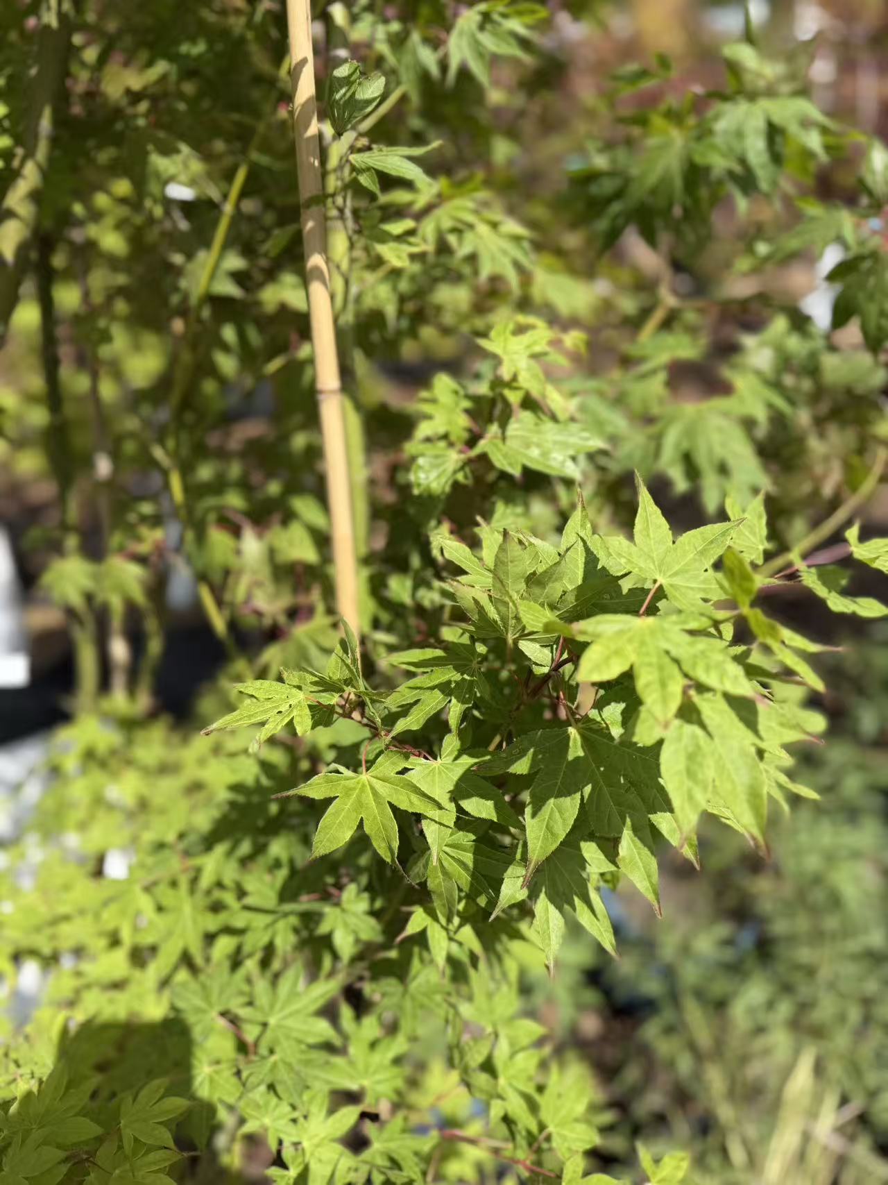 Acer palmatum Diva