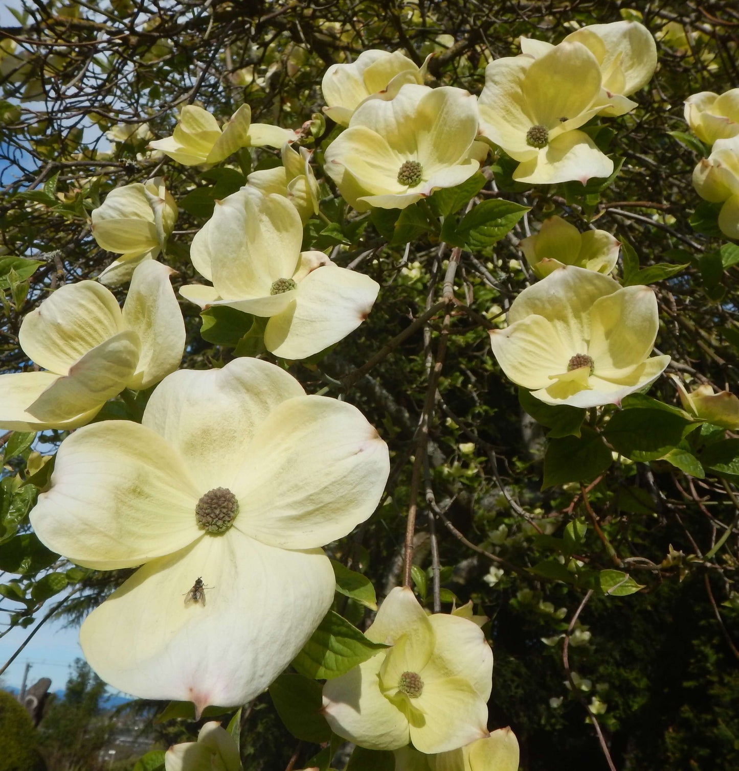 Dogwood