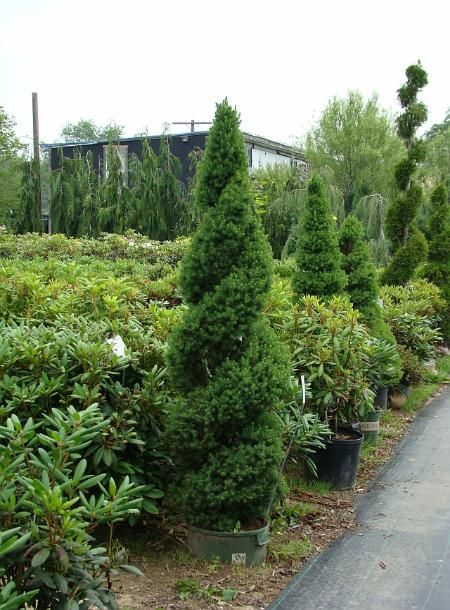 Dwarf Alberta Spruce Spiral Shrub Topiary