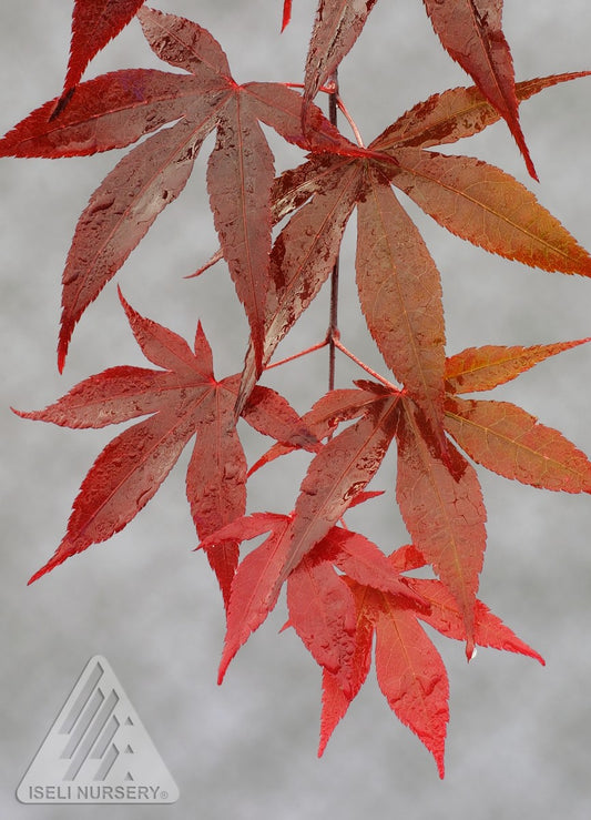 Acer Palmatum 'Emperor 1'