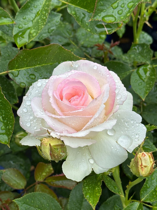 Eden Climber® White