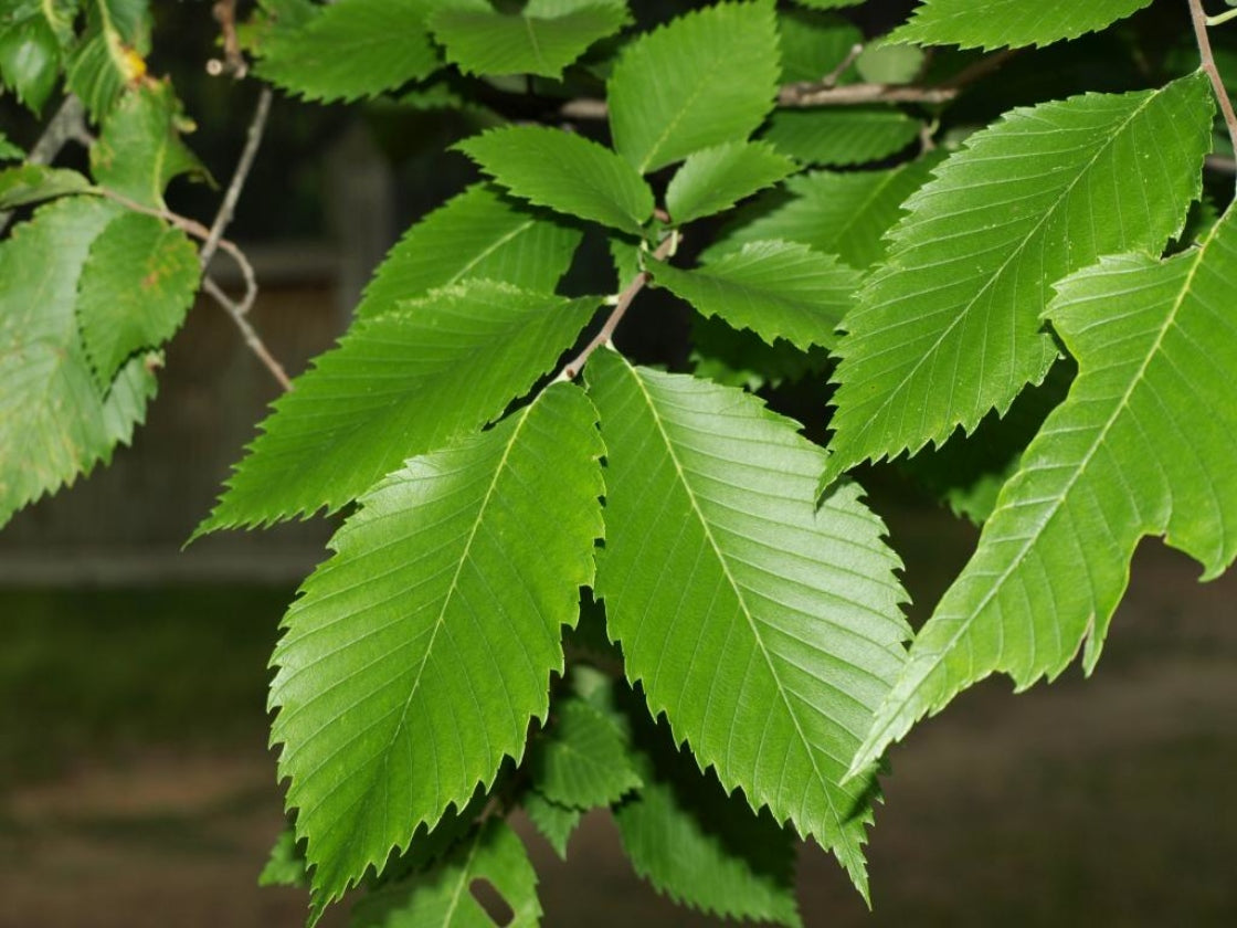 Elm