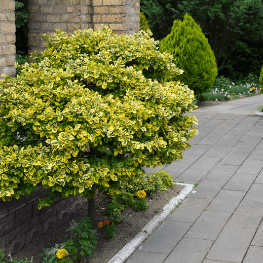 Emerald N'gold Euonymus