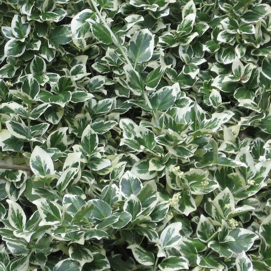 Emerald Gaiety Euonymus