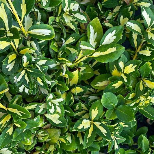 Euonymus fortunei 'Moonshadow'