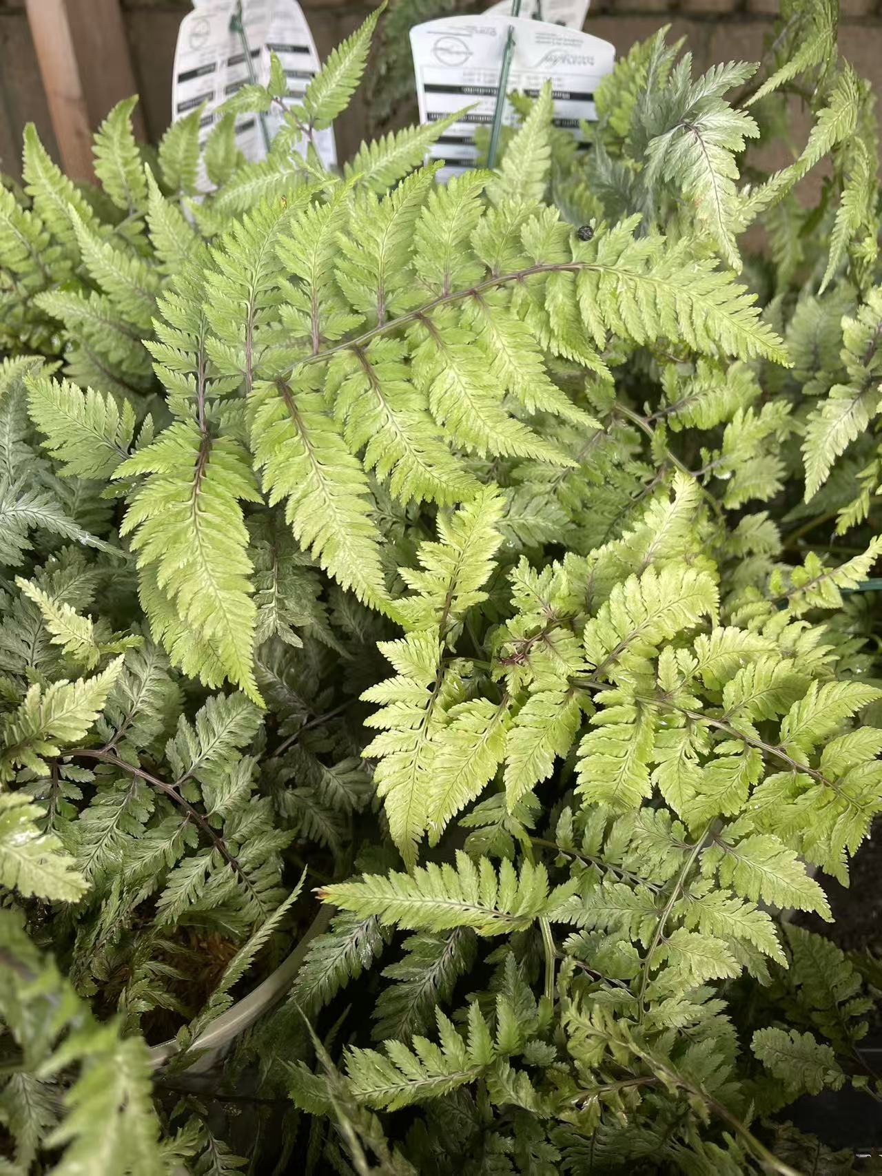 Fern 'Pictum'