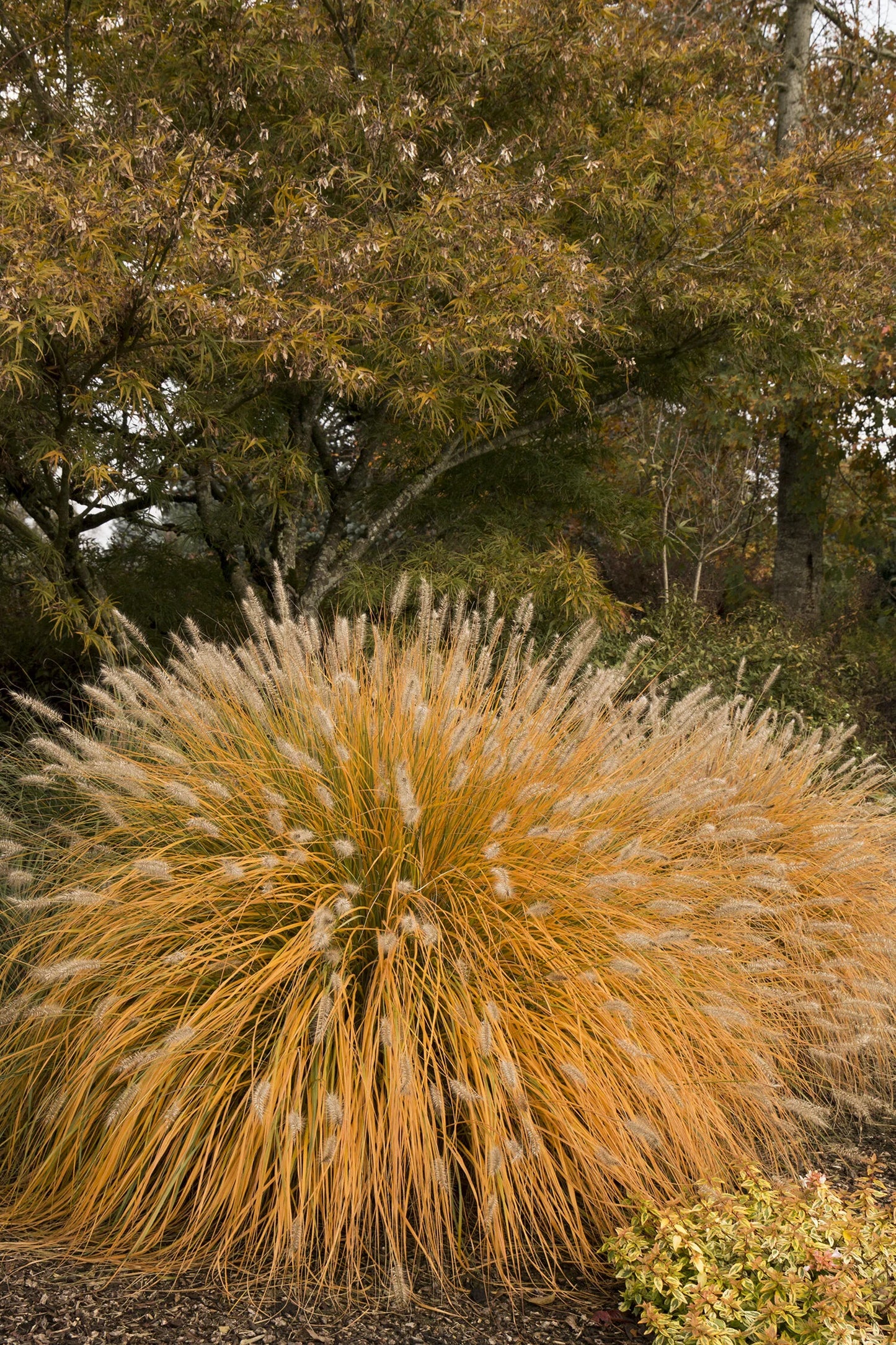 Fountain Grass ‘Hameln’